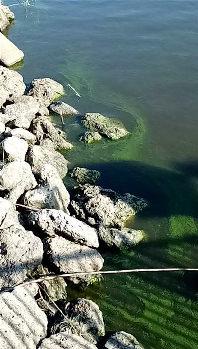 An algal bloom was reported on Lake Okeechobee at Canal Point on June 14, 2023.